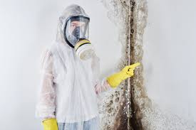 Mold Documentation for Insurance Claims in Lindenhurst, IL